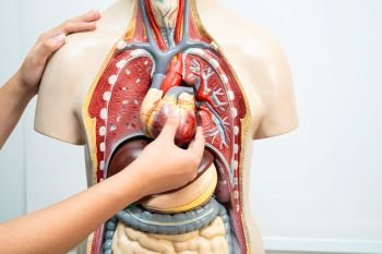 Infomoment opleiding Healthcare voorbereidingsprogramma